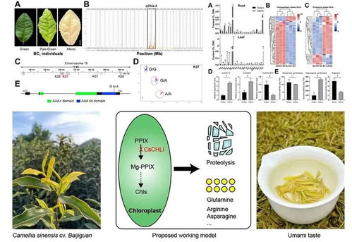 茶樹(shù)葉色白化的遺傳機(jī)制解析取得新進(jìn)展