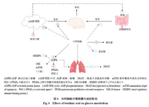 白樺酯酸及其衍生物的生物活性及作用機(jī)制研究進(jìn)展