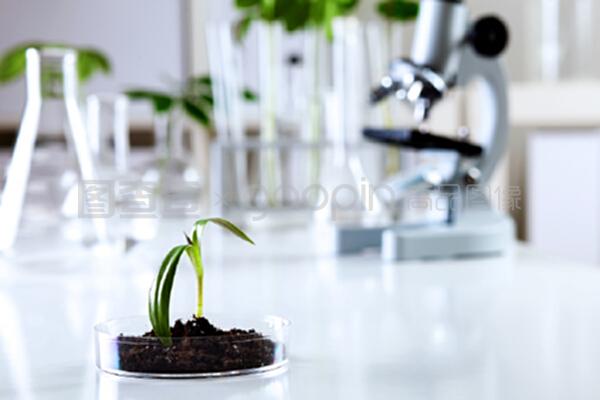 綠意盎然的微觀世界 生物學實驗室中綠色植物的自然科學探索與試驗發展